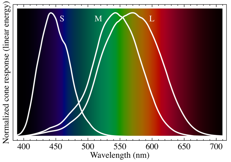 Most frequencies stimulate all three cones. Magenta has no wavelength: it appears when L and S cones fire while M stays suppressed.